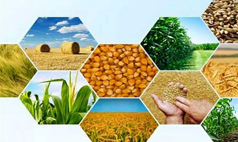 تولید سالانه ۵ هزار تن بذر زراعی