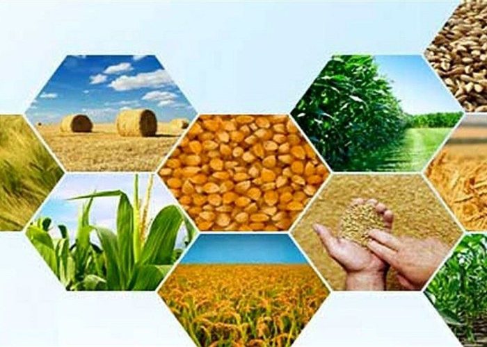 تولید سالانه ۵ هزار تن بذر زراعی